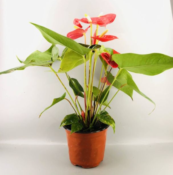 улаан годойхой