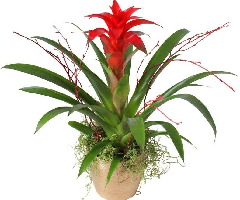 Эрдмийн ундраа