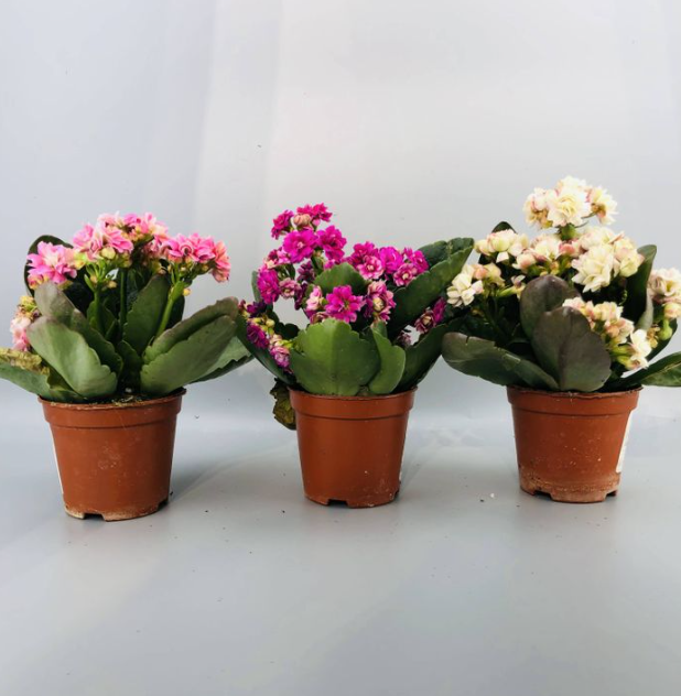 зулзгана цэцэг /зузая/