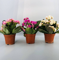 [83009] зулзгана цэцэг /зузая/